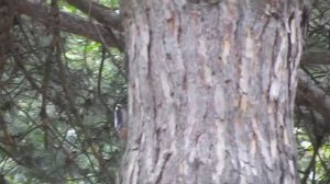 Great Spotted Woodpecker | Большой пёстрый дятел (Dendrocopos major)