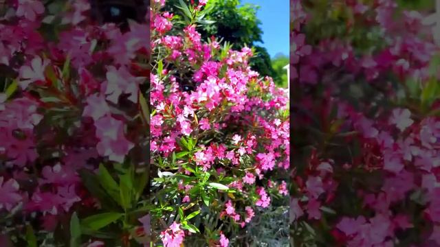 Лето, солнечный цветущий Дедеркой #олеандр #лаванда #море смотреть онлайн