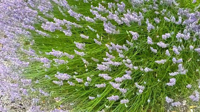 🌿 English Lavender Plant Chat - QG Day 116 🌿 смотреть онлайн