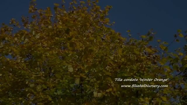 Tilia cordata 'Winter Orange' (Small-leaved Lime) смотреть онлайн