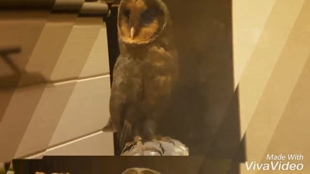 Мистическая сова для мистических фотосессий. Черная сова. Черная сипуха смотреть онлайн