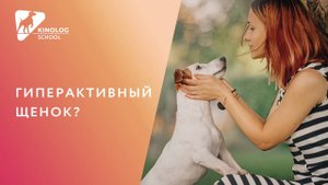 Гиперактивный щенок