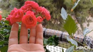 В Гостях у Цветовода?Ирина и её Пеларгонии! #пеларгония #pelargonium
