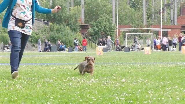 Монопородная выставка "ТАКСА" 8 июля 2017г. Такса миниатюрная жесткошерстная.. смотреть онлайн