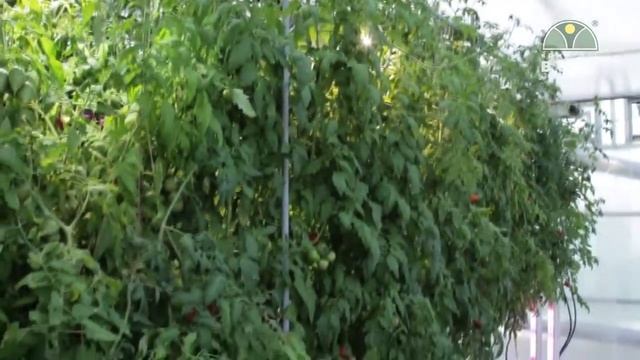 Система автоматики в зимней теплице Часть 3 полив, освещение, отопление... смотреть онлайн