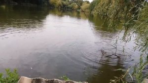 БОКОВОЙ КИВОК Ловля карпа и белого амура на горох осенью