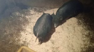 Дела домашние, делишки дворовые.Оладушки на завтрак.