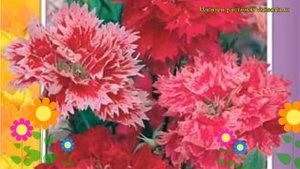 Гвоздика геддевига Смесь окрасок. Краткий обзор dianthus chinensis var. heddewigii Smes' okrasok