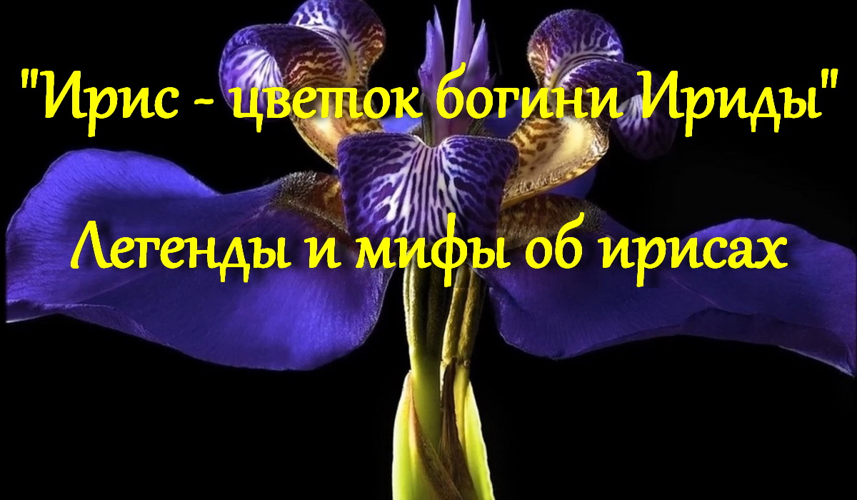 Ирис - цветок богини Ириды