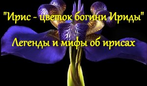 Ирис - цветок богини Ириды