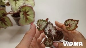 ИЗЛИШКИ бегоний - предложение продажи на 08.05.24г