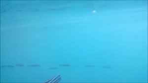 Подводная охота на кефаль в Севастополе мыс Фиоленнт .spearfishing