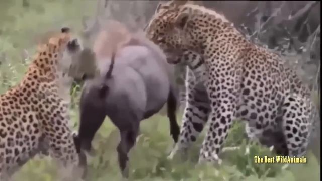 САМЫЕ БОЛЬШИЕ ДРАКИ ЖИВОТНЫХ!