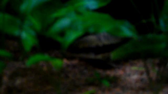 63 литров аквариум с Наностомус Бекфорди. смотреть онлайн