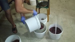 Отпрессовка сусла (жмыха) винограда красных сортов винограда