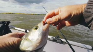 Рыбалка на спиннинг. Кама сентябрь 2023.