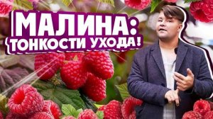 УХОД ЗА МАЛИНОЙ