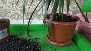 Драцена. Уход после покупки