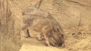 Кабаны. Семья с кабанчиками