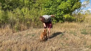 Учим команду «КО МНЕ» с 3-х месячным щенком Малинуа ?