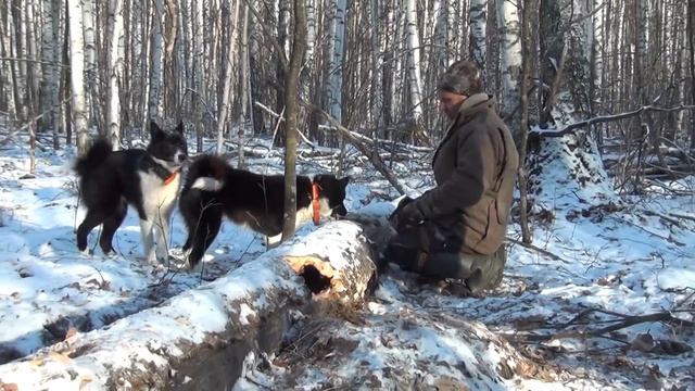 Будни охоты на куницу с лайками-4 смотреть онлайн