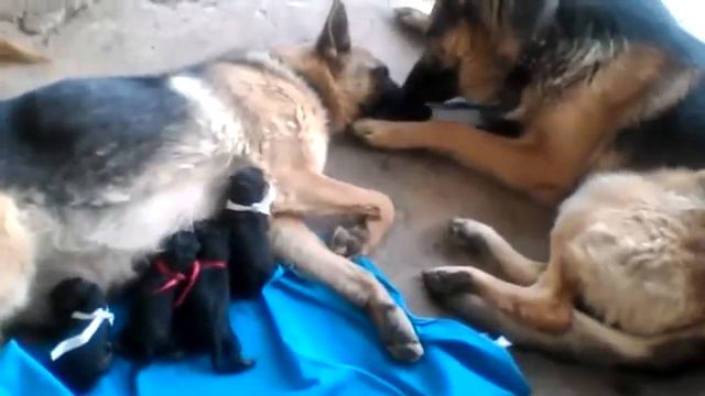 Вот она , настоящая любовь смотреть онлайн