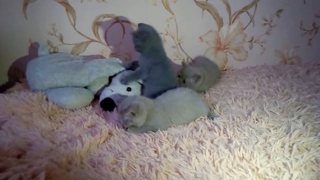 Шотландские котята