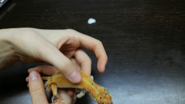 ЛАЙФХАК. КАК ДАТЬ ЭУБЛЕФАРУ ЛЕКАРСТВО