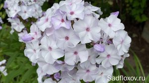 Белый флокс Крестоносец моей селекции