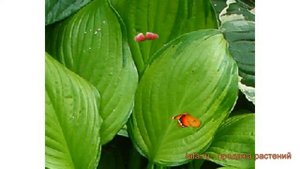 Хоста гибридная Адорабл (hosta adorable) ? хоста Адорабл обзор: как сажать луковицы хосты Адорабл