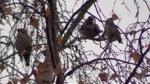 # природа Шатуры,  Птицы с хохолками  22,10,2018