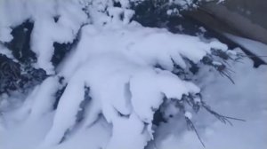 как ухаживать за туями зимой