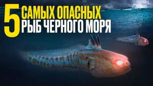Пять самых опасных рыб Чёрного моря