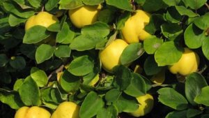 Чем полезна айва и как принимать её.