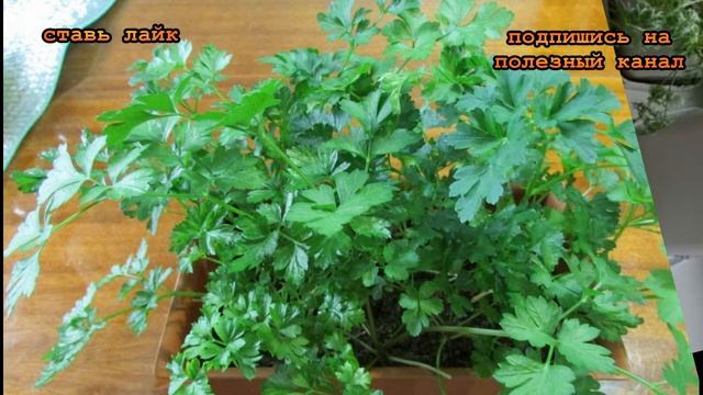 ★Как правильно посеять и вырастить петрушку дома. Первые всходы уже через 3 часа! смотреть онлайн