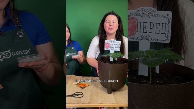 Какие культуры можно выращивать в чаше Петри?