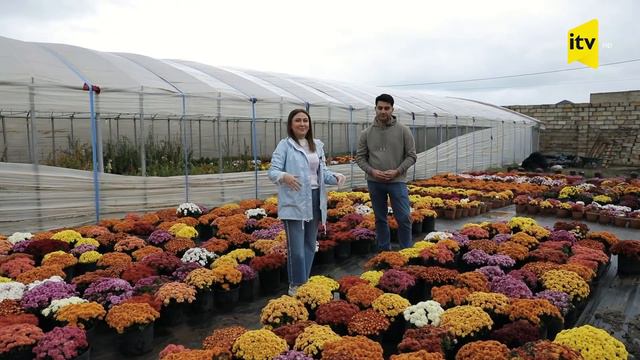 Xrizantema, yəni "payız gülü" haqqında bilmədiklərimiz... смотреть онлайн