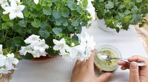 Как я подкармливаю кампанулы. Удобный и эффективный способ.