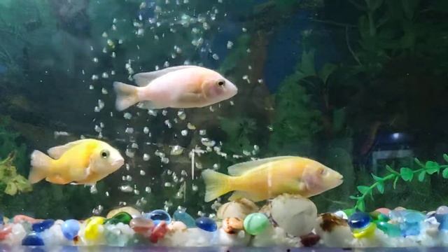 Bicolor Cichlid Fish смотреть онлайн