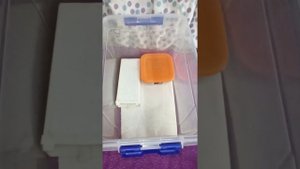 Обустраиваю контейнер для малышки маисового полоза.