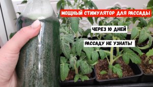 Мощный стимулятор для рассады, рассада томатов станет крепкой, коренастой и темно - зеленой!