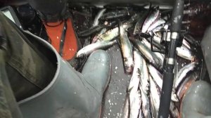 Наловили селёдки в Белом море