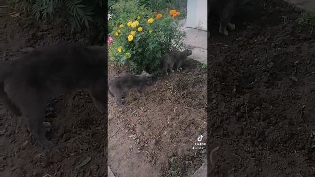 Драка котов