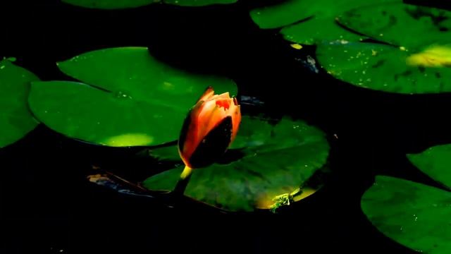 Water Lilies Blooming (Timelapse) by Vincenzo Di Nuzzo.mp4 смотреть онлайн
