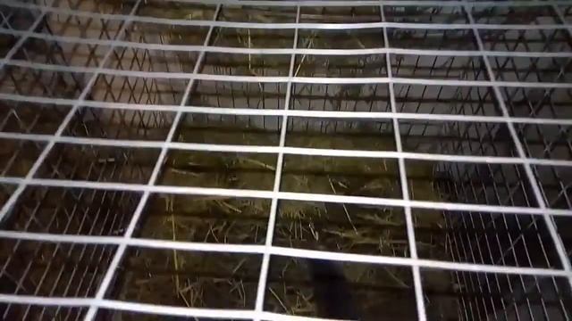 Клетки для кроликов #2 из сетки смотреть онлайн