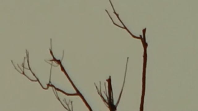 Nikon COOLPIX L830 1080p 34xzoom смотреть онлайн