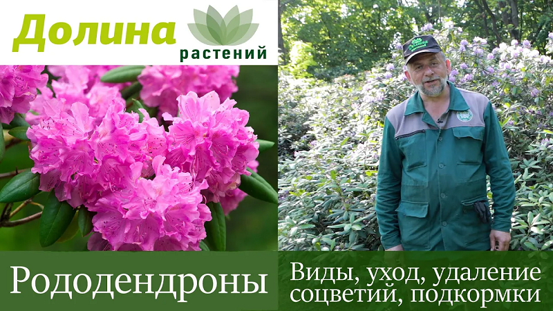 РОДОДЕНДРОНЫ — как посадить_обрезать, чем подкормить, как размножать и ухаживать Советы дендролога