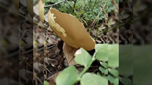 Лесной парк-отель Ёлки.
Архангельская область.