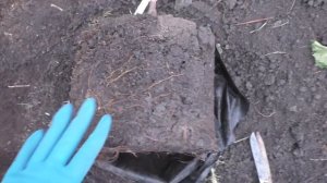 Посадка саженцев винограда осенью