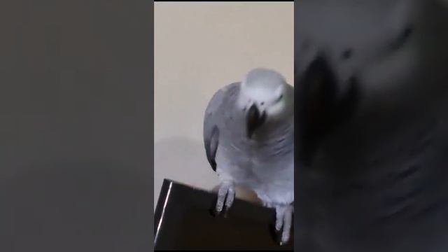 Кира щас получишь... Папа ругается... смотреть онлайн